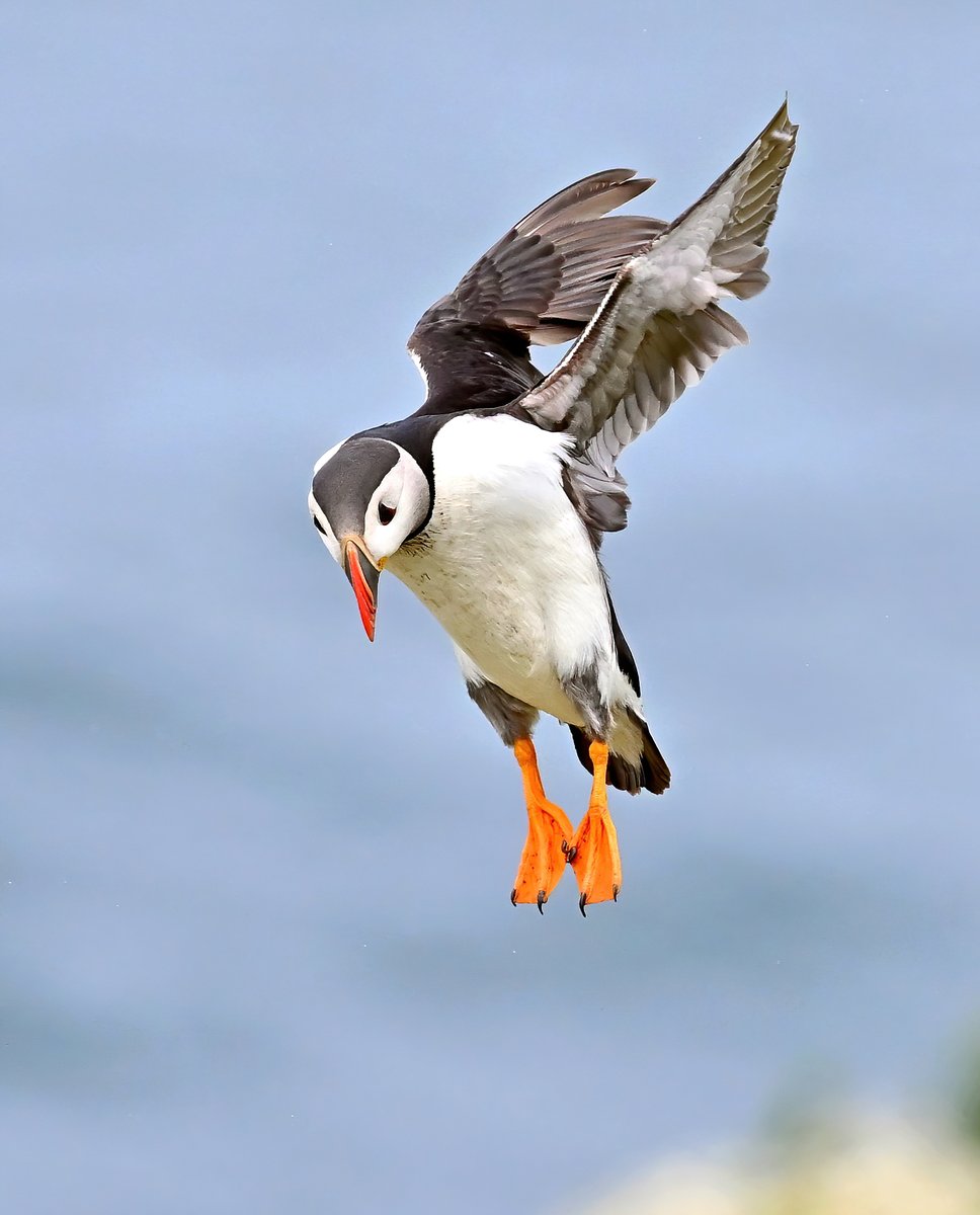 Puffin falling out of the sky! 😍🐦