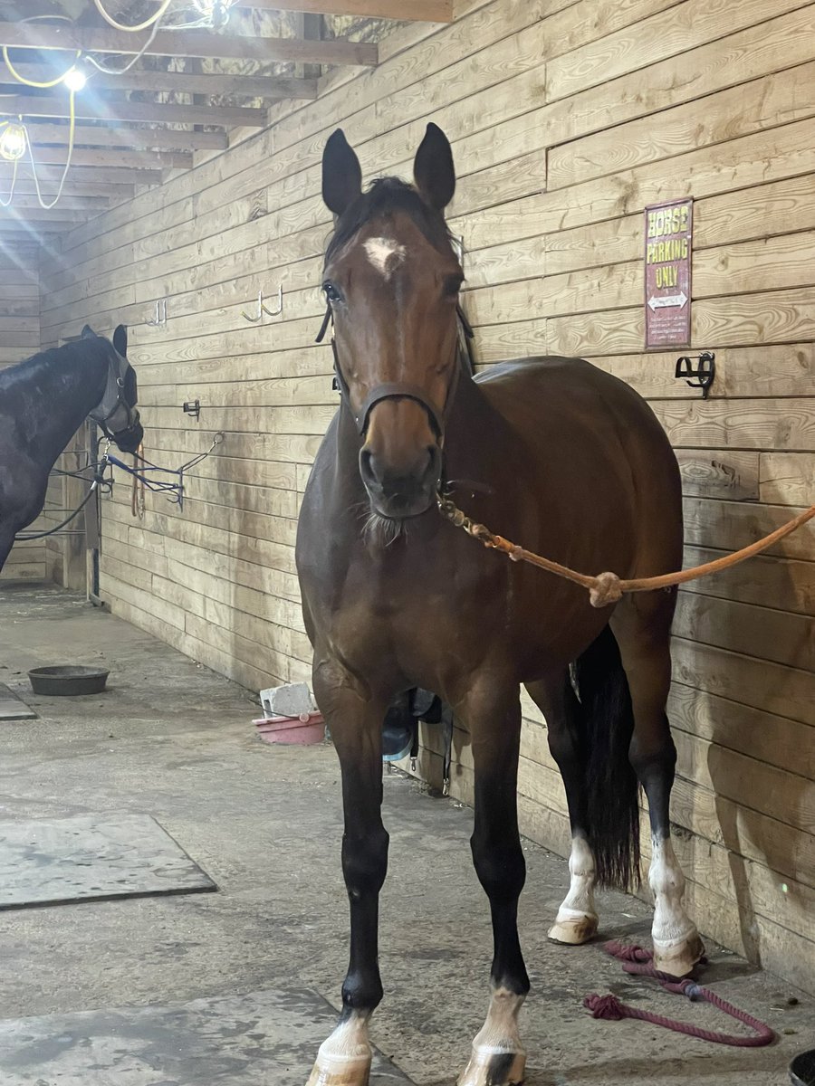 Aurora is having colic surgery right now. Please please PLEASE send us good thoughts. She has my entire soul. I won’t survive if she doesn’t.