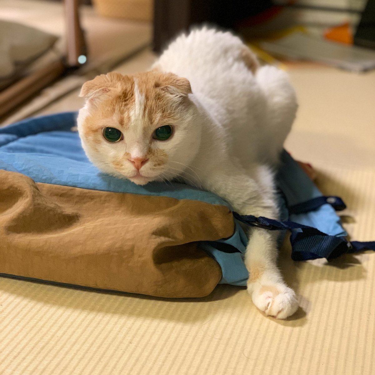 pookke's tweet photo. https://t.co/iPlGSTlAqb