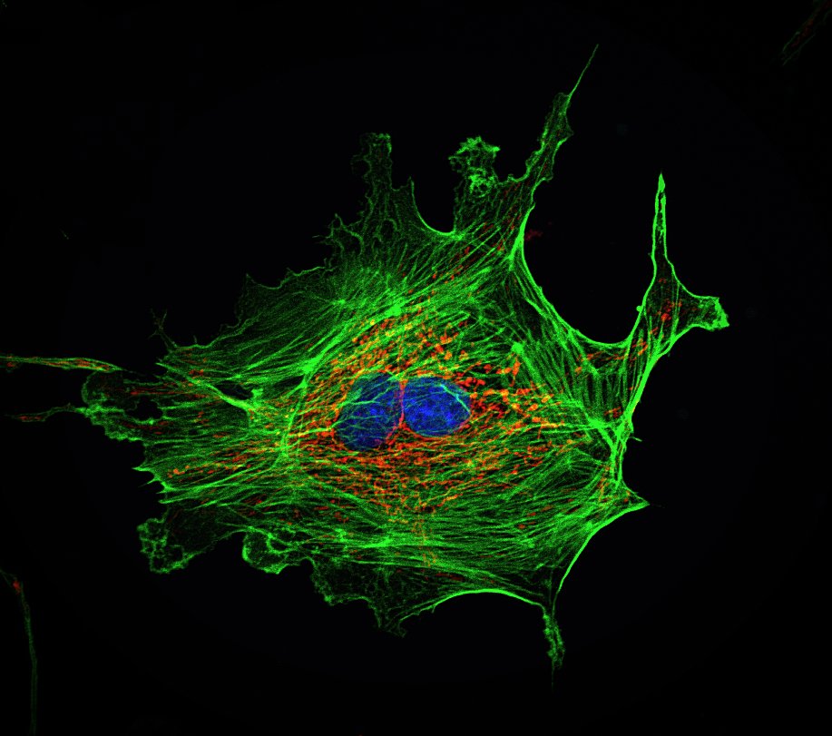 FluoCells #1 BPAE cells under #microscopy

#mitochondria (red) #actin filaments (green) and #nucleus (blue)

#FluorescenceFriday
