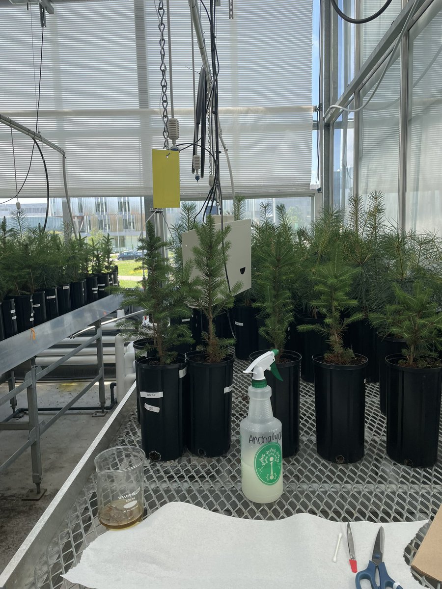 anchalyab's tweet photo. Mealybugs, be gone!!!! 🕸️ https://t.co/LLjj35fM42