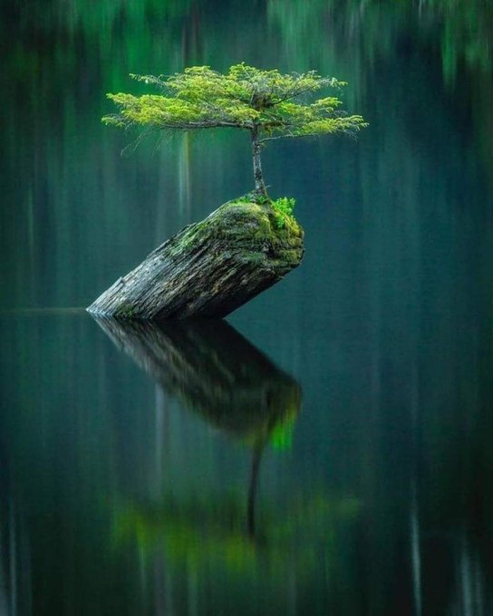 cvzpatagoniabr's tweet photo. A natureza sempre encontra um meio. https://t.co/zDtoKOb25a