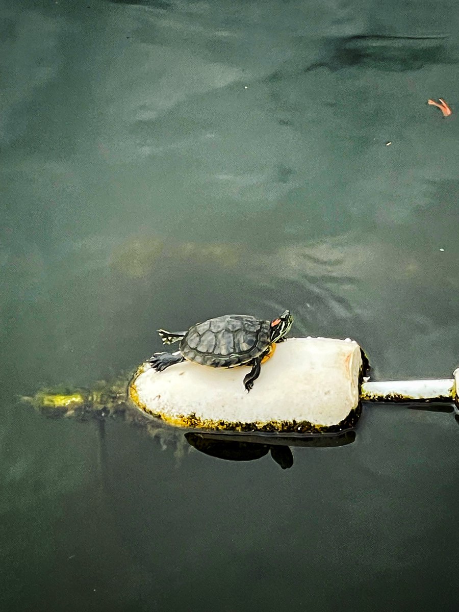 Happy Friday, #Baltimore!🐢 We hope everyone enjoys the end of the week as much as this Red-eared Slider basking at Downtown Sailing Center! 

Did you know Red-eared Sliders are popular pets in the United States and worldwide!?
