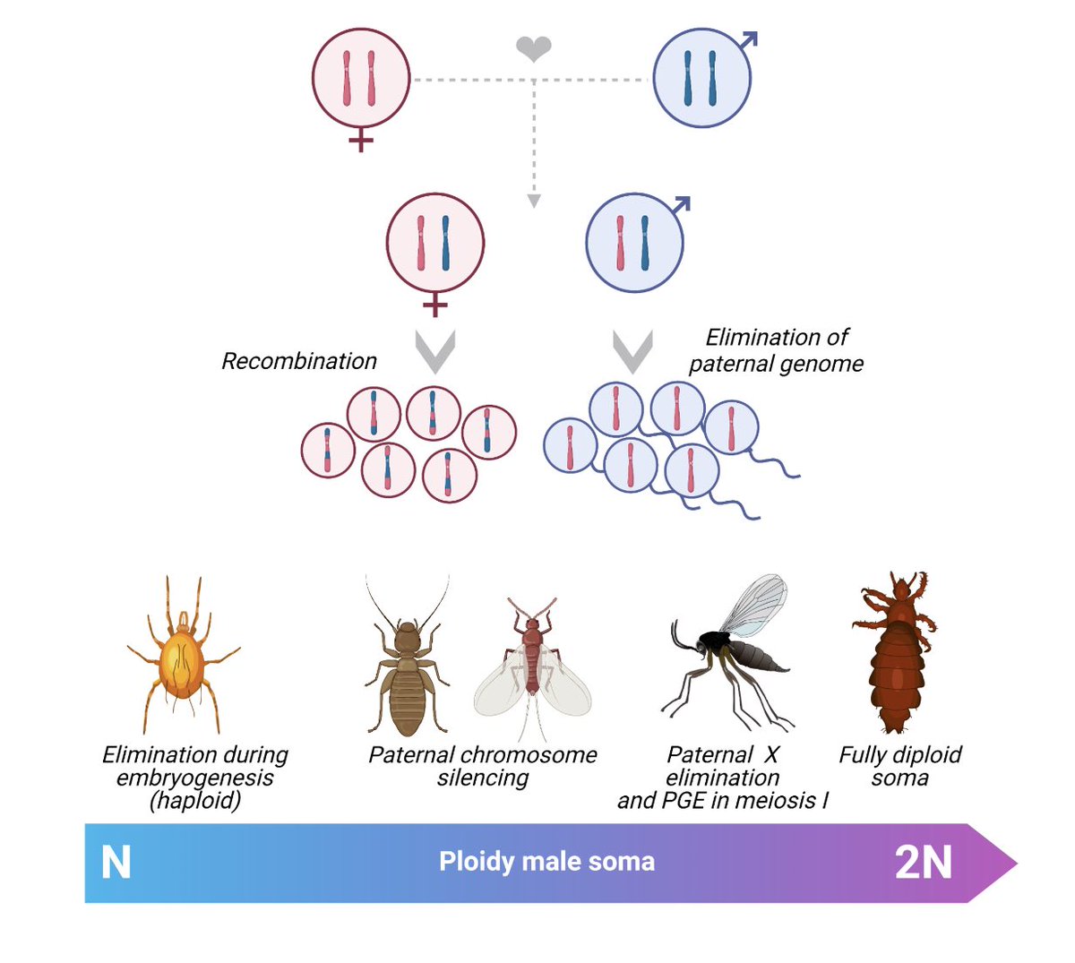 In 1000s of insects males eliminate all the genetic material inherited from their dads when making sperm. How? Why? We review the little that we know here authors.elsevier.com/sd/article/S09… as part of a great special issue @judithmank @HarmitMalik