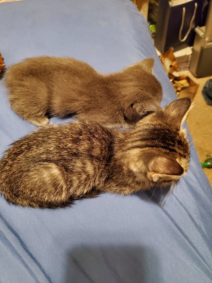 MusakManiak's tweet photo. My two little #kitten loafs! 😸 Ziva and Abbey #kittens #CatsOfTwitter #cat #meow https://t.co/Sw2y4tkMNZ