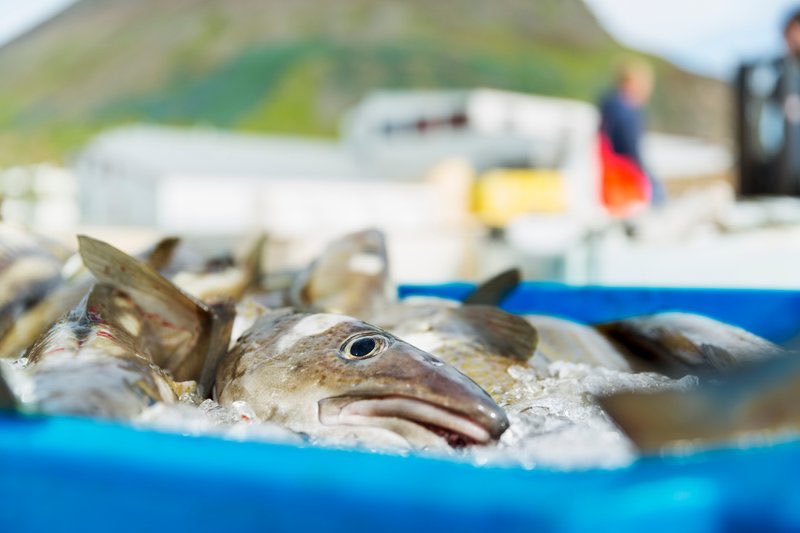 It is an #Icelandic saying “ Lífið er þorskur - Life is Cod.” But now ⁦<a href="/kerecis/">Kerecis</a>⁩ has demonstrated that the SKIN of the cod, which before was thrown away, is an economic goldmine. #Sustainability and clean #oceans is the prosperous highway of the 21st century.