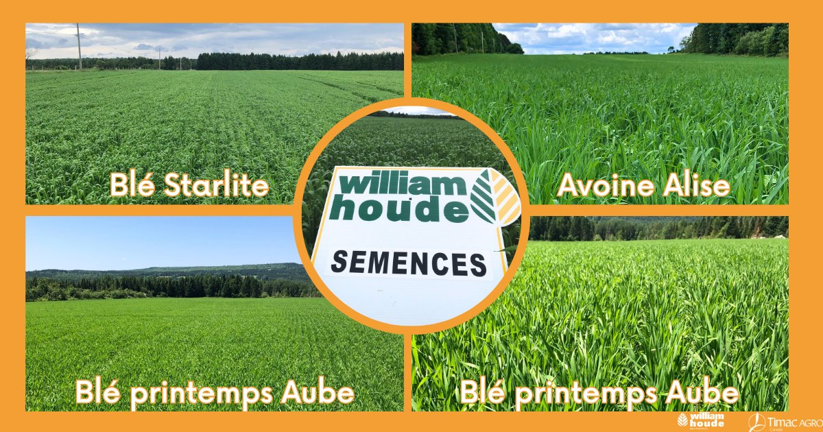 William Houde tweet media