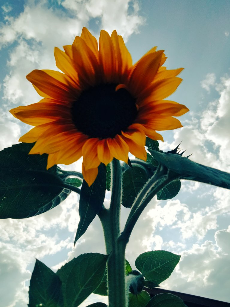 URooted13's tweet photo. @BiancaBorgwardt @dchblackhorse @ZoricaBackus @Peoplesuck999 @EarthKeeper22 @JamesA135488247 @05Vamp @LittleShellKwe @ChitkwesuManetu @eagle_condor_ @IkceLakota Love is stalking the urban enclaves and blooming wild wherever its seed can root. May the blessings of this time behold us, uplift us, and direct the sharing our gifts 🕊️💖✨ https://t.co/LTVcef4t0I