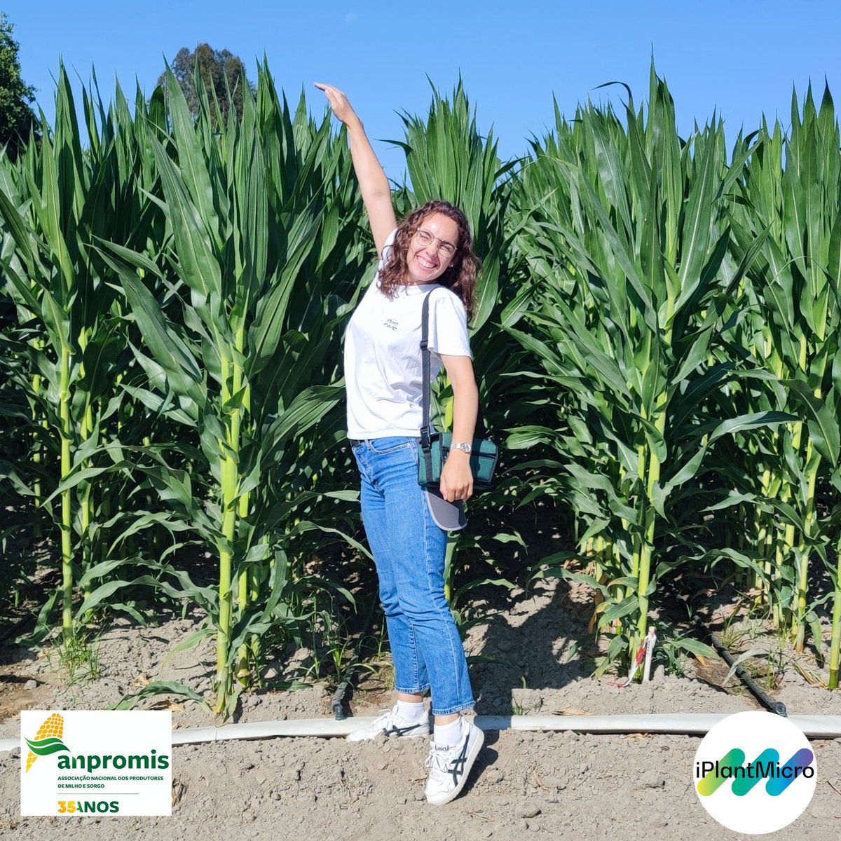 Today we attended the #FiedlDay organized by InovMilho , @INIAV_IP  @CamaraCoruche and Anpromis. Together with @rubenvicper PEM lab and @UnivAveiro, we are testing new strains to alleviate drought-stress and to improve maize response to water restrictions.