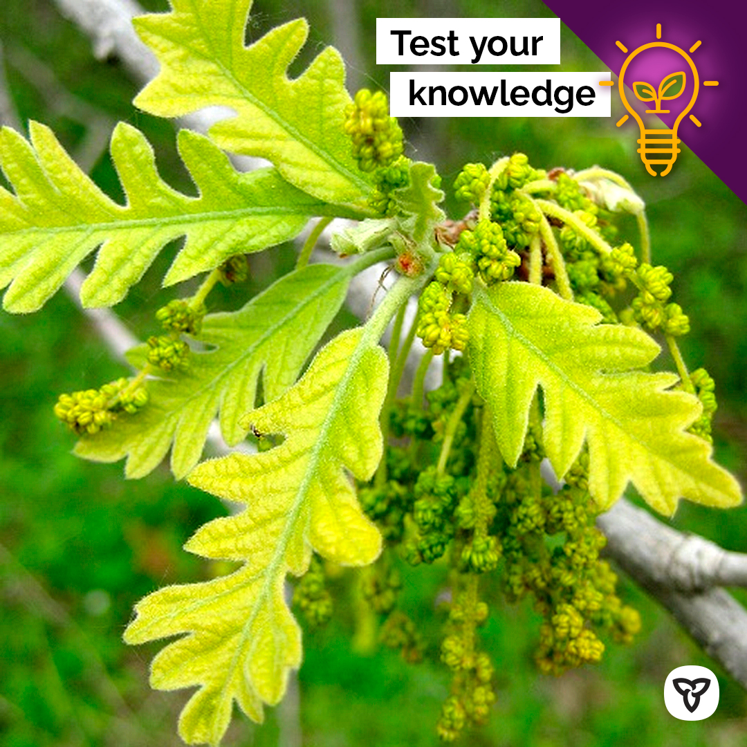 ONresources's tweet photo. We’re seeing green with today’s #TreeTrivia photo!

Q: I am one of the most widespread oak species in Ontario. My thick bark helps me survive forest fires and my deep roots help me survive drought. Who am I? https://t.co/Ao6IMEsjIE