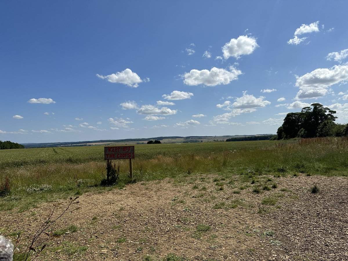 Seth Fiermonti tweet media