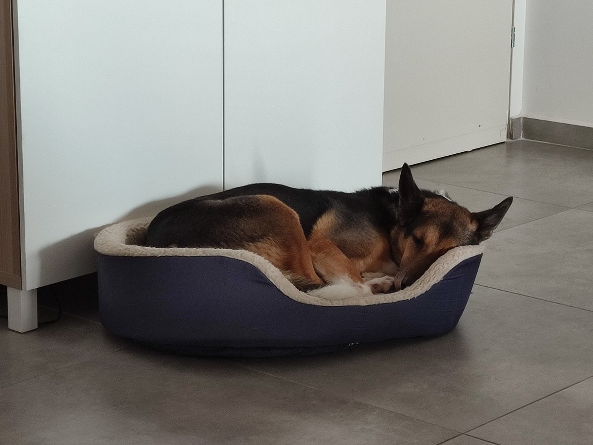 Metanite's tweet photo. Baby Ace 💜🐶

#DogsOfTwitter #Dogs https://t.co/LNwS3wKHEo