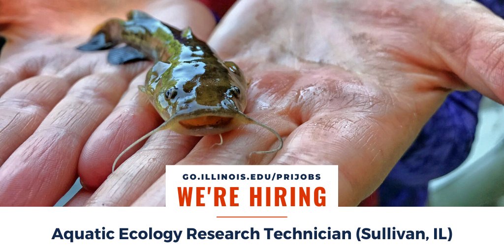 #INHS is #hiring an aquatic #ecology research tech to conduct field &amp; lab work for #sportfish management &amp; invasion #biology research.

📍 Sullivan, IL

Apply by July 21! ➡️ bit.ly/441KWXF

#FishyFriday #fishsci #BLACKandSTEM #WomenInSTEM @iBioIllinois <a href="/IllinoisNRES/">NRES at Illinois</a>