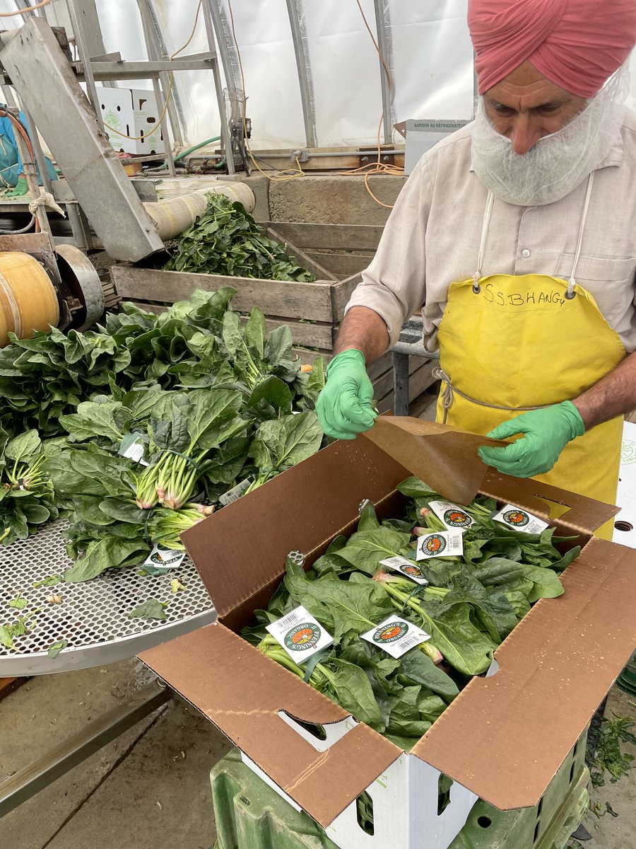 pfenningsfarm's tweet image. Summer’s here, &amp;amp; fresh #OntarioProduce is coming into its own! For this month’s #FindLocalFriday there’s plenty to keep tables groaning &amp;amp; bellies full. On our farm, the leafy greens are spectacular! Isn’t this spinach beautiful? #LoveOntFood #LoveLocal #GoodThingsGrowInOntario