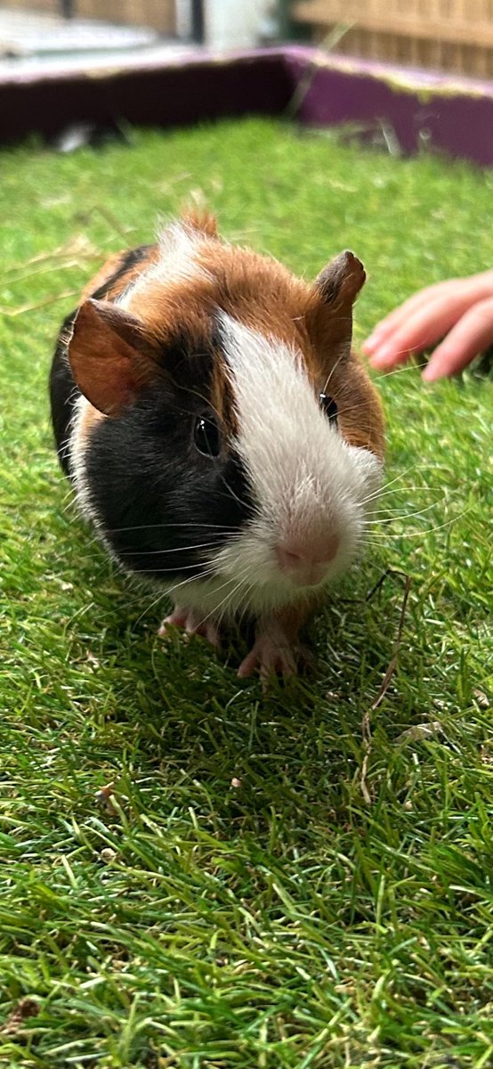 Abbotsford Prep School tweet media