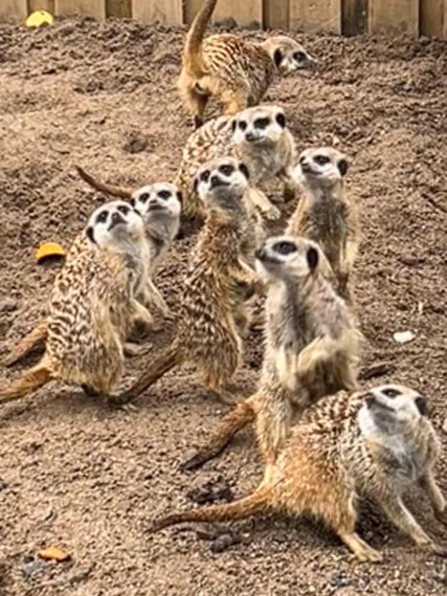 Abbotsford Prep School tweet media