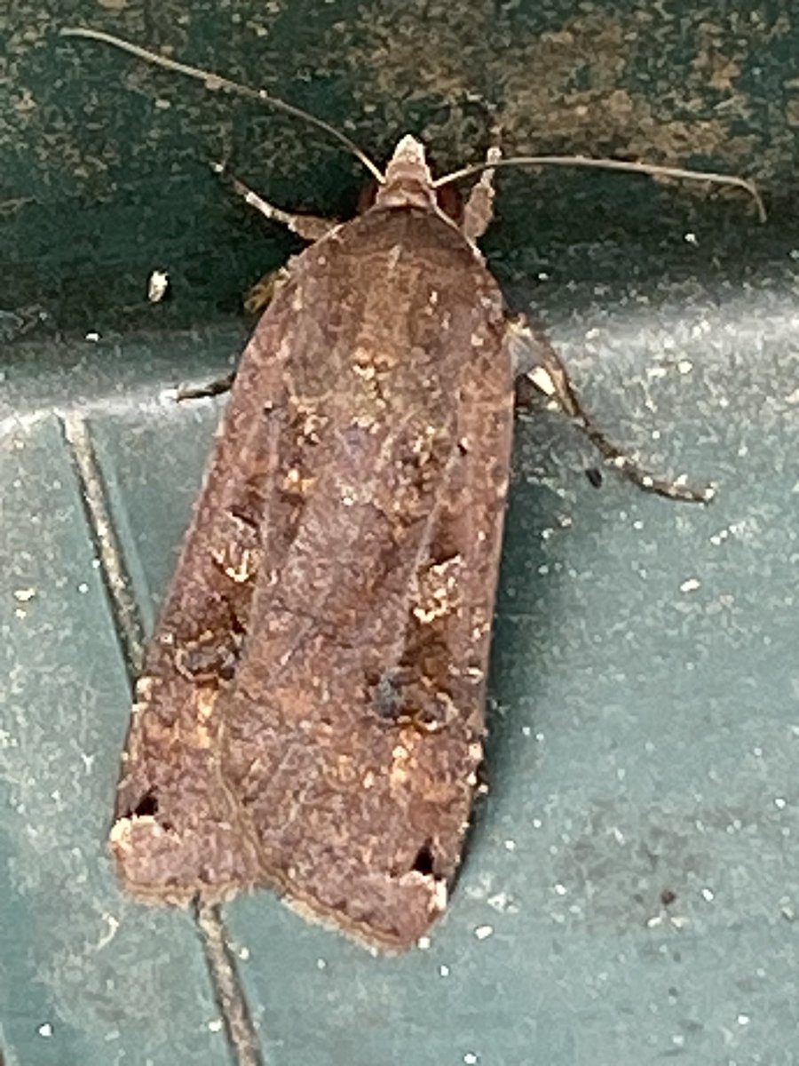 anna_chorlton's tweet photo. Found this moth under the garden chairs @BritishMoths #mothID https://t.co/tIuKlCVan4