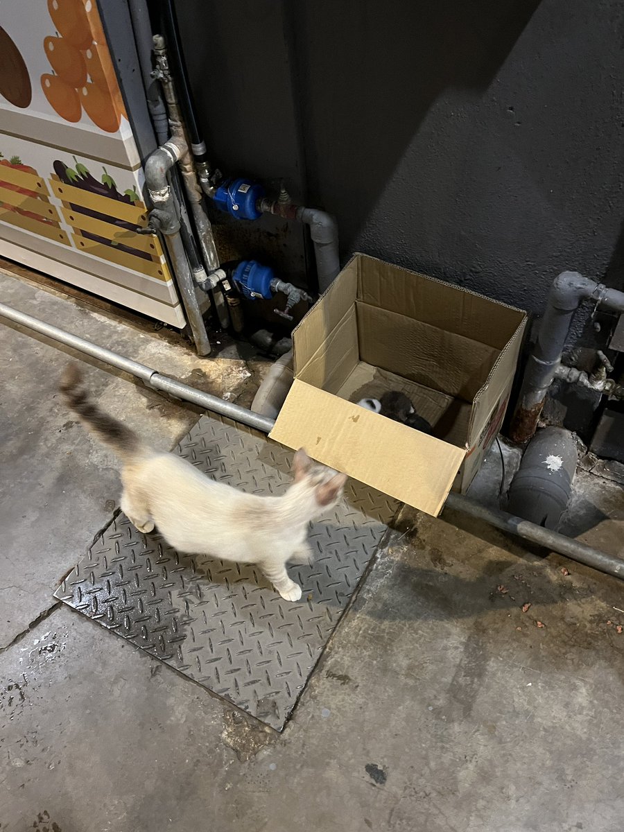 abu johan tweet media