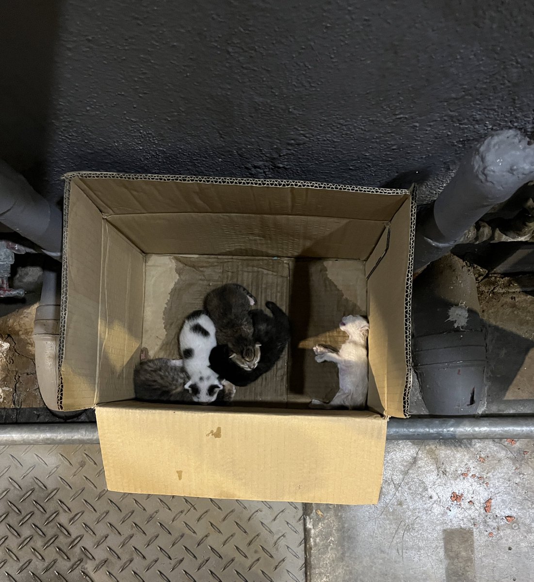 abu johan tweet media