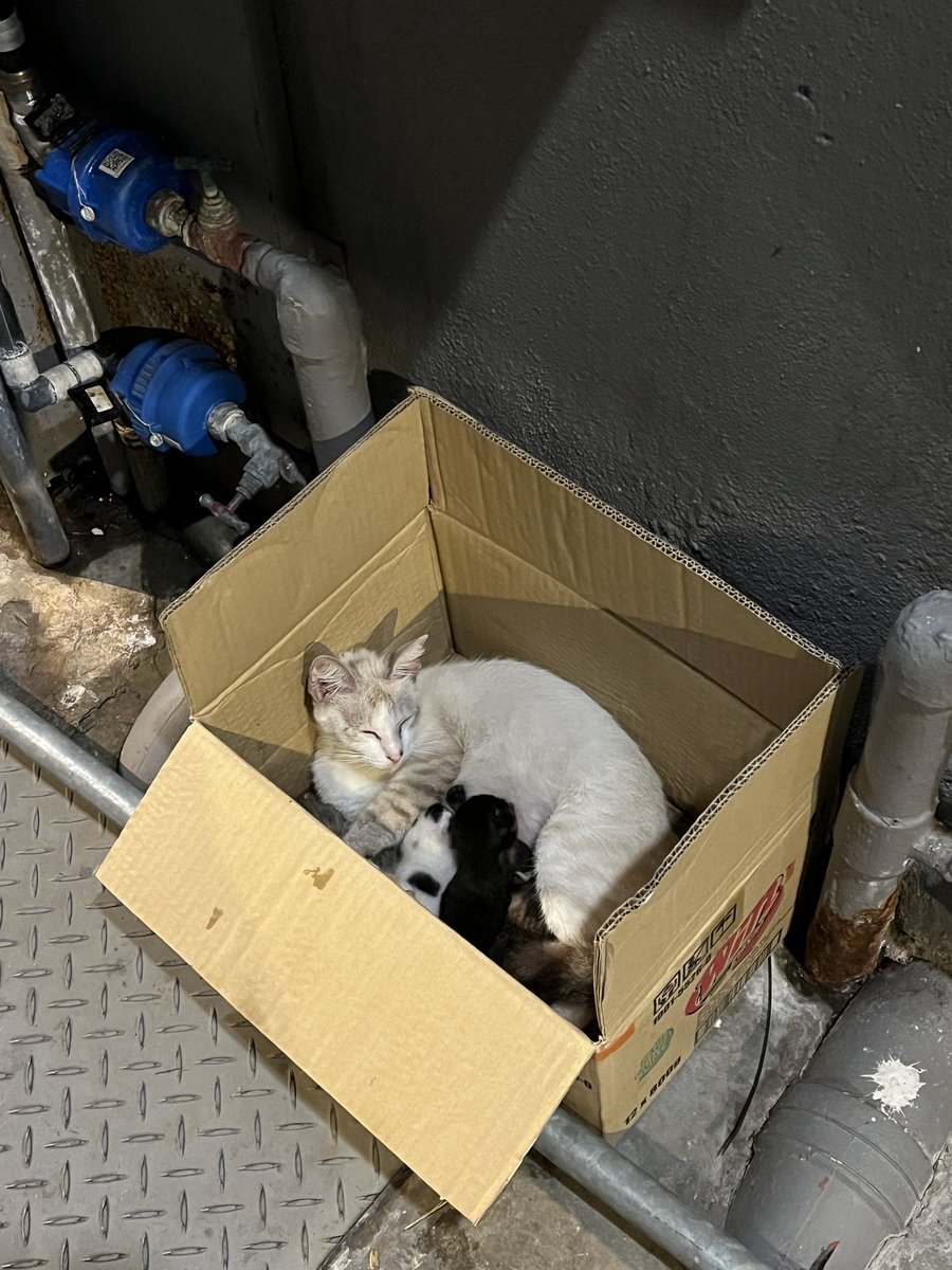 abu johan tweet media