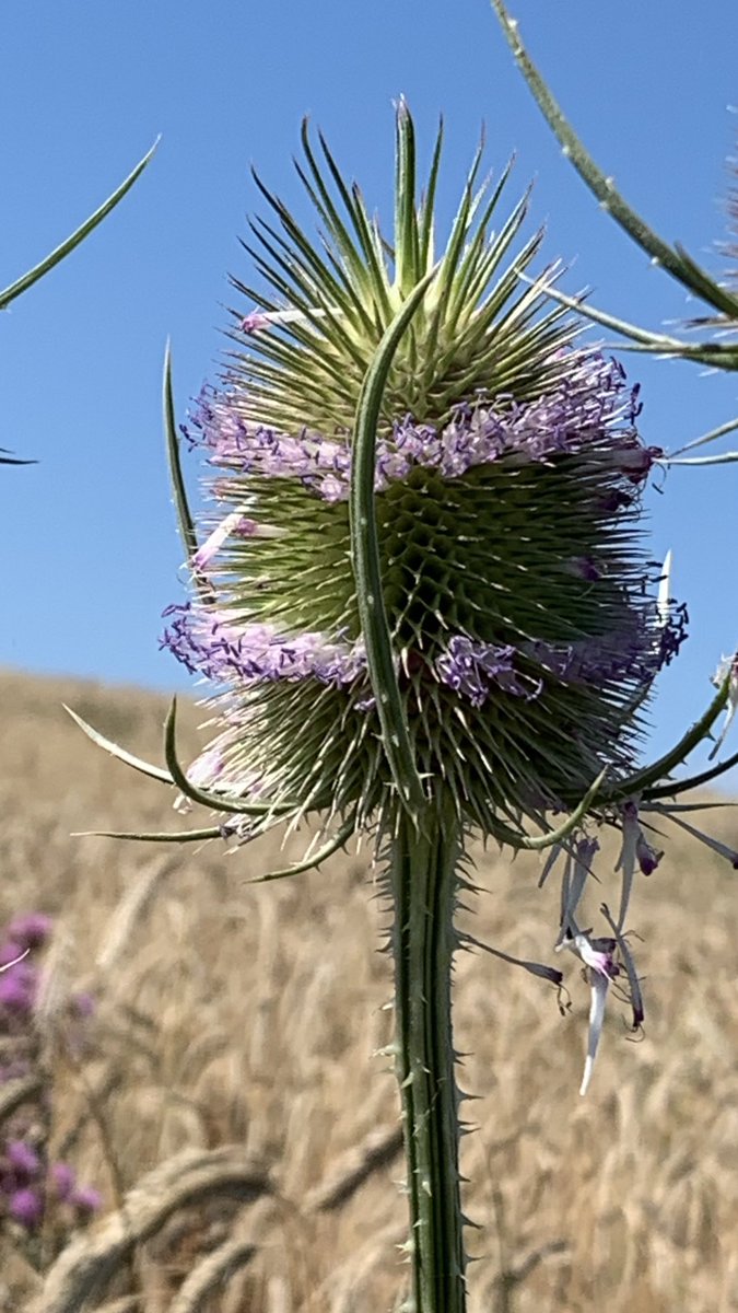 Funkelschoen's tweet image. #WildeKarde #Feldweg #Naturephotography #nature #Natur #flowers ❤️