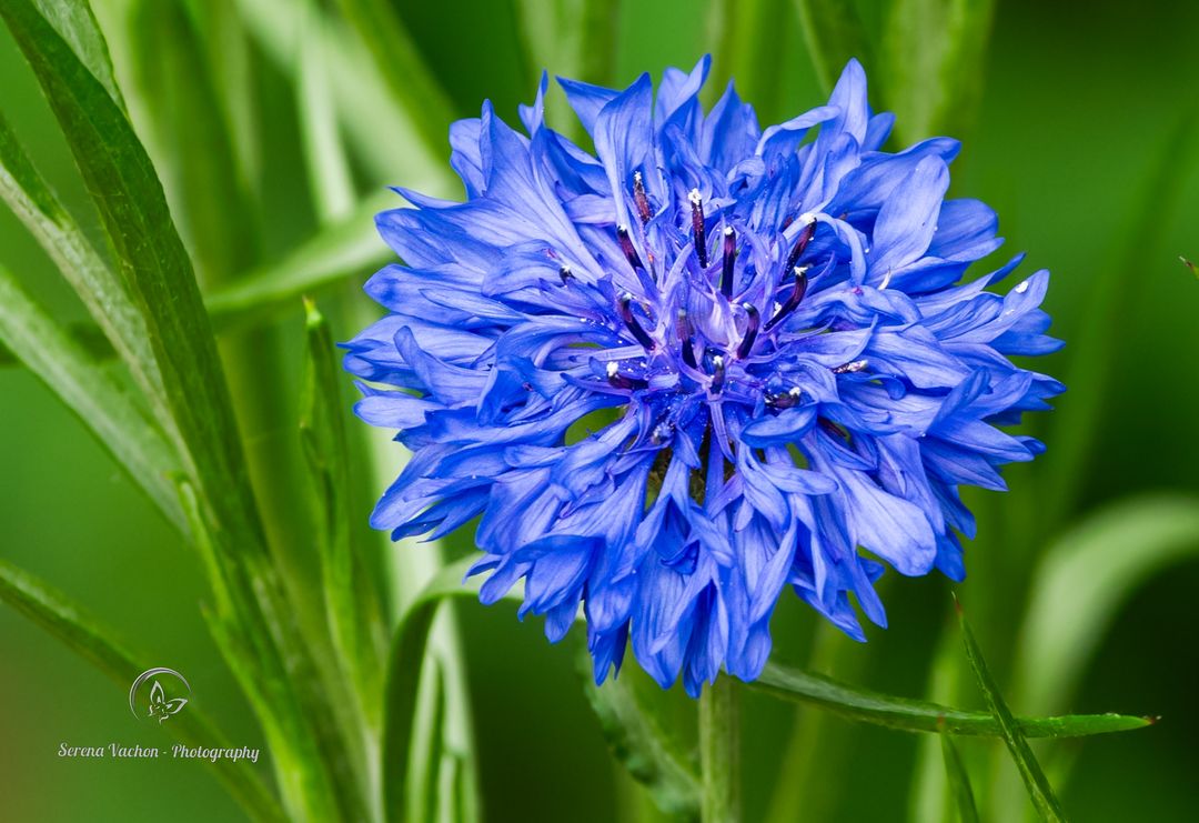 SerenaVachon's tweet photo. Blue cornflower #wildflowers #flowers #flowerphotography #FlowersOnFriday https://t.co/gyzSaoGKEe