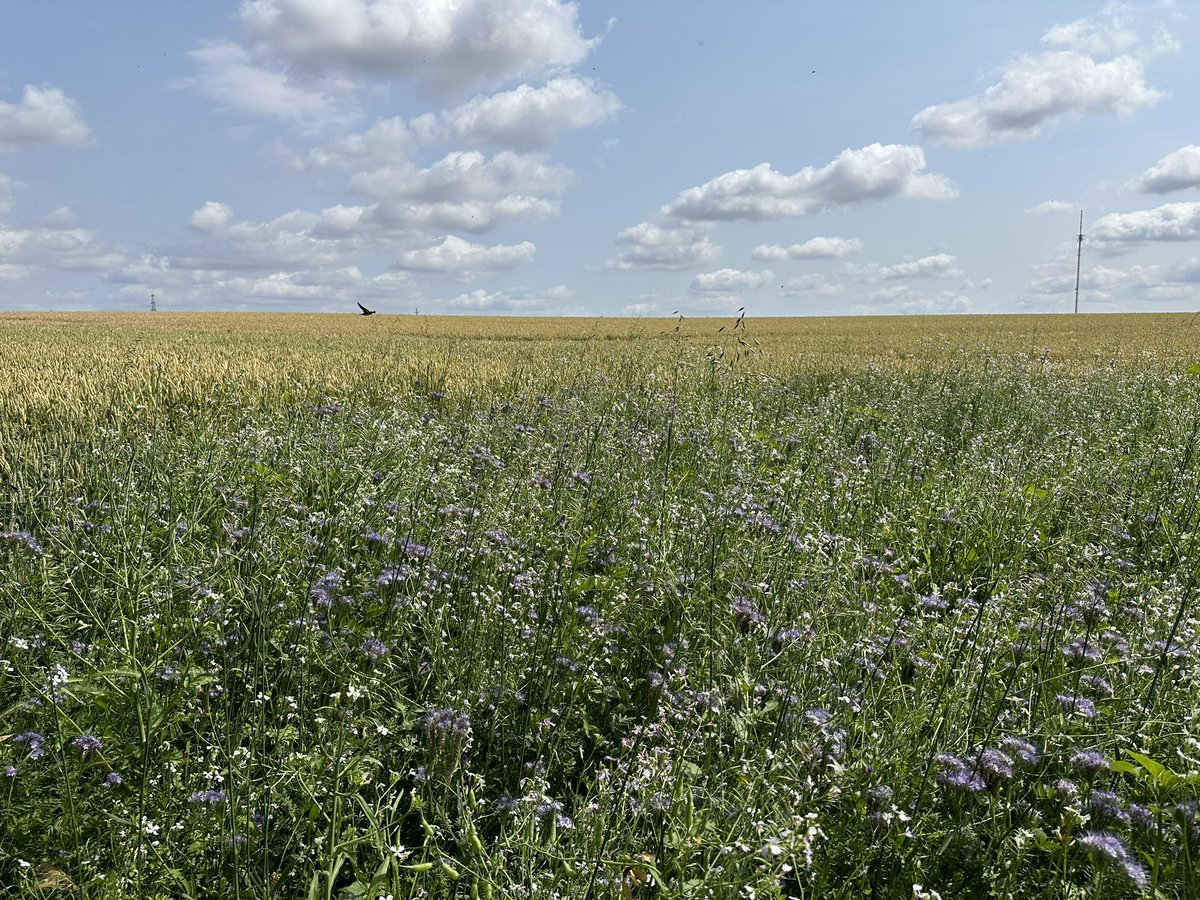 fraja1957's tweet image. Mooie avontuur ( #geocache)  #zuidlimburg  Dubbel genieten #wandeling