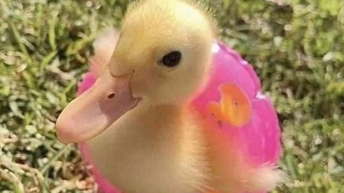 Any one else ready to jump in the pool after this HOT week?!

210-920-0706
oddduckmedia.com
#oddduckmedia #oddduck #beanoddduck #sanantonio #satx #smallbusiness #marketing #digitalmarketingagency #digitalmarketing