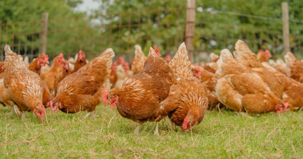 🐔 𝟲 𝘁𝗶𝗽𝘀 𝘃𝗼𝗼𝗿 𝗵𝗲𝗻𝗻𝗲𝗻 𝗱𝗶𝗲 𝘄𝗲𝗲𝗿 𝗻𝗮𝗮𝗿 𝗯𝘂𝗶𝘁𝗲𝗻 𝗴𝗮𝗮𝗻
Gisteren is bekend geworden dat de ophokplicht voor pluimvee vervalt voor bijna heel Nederland. Bekijk onze tips om de overgang voor de hennen soepeler te laten verlopen: bit.ly/3D44I8Y