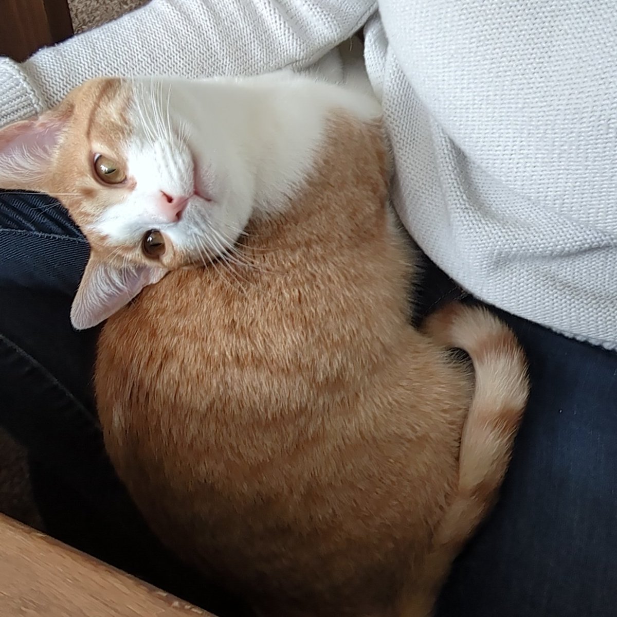 Meet my coworker. His name is Oliver and his main job is to sit on my lap and look cute. 😍