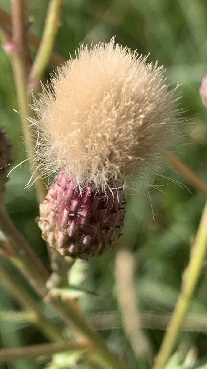 Funkelschoen's tweet image. #Kratzdistel #Feldweg #Naturephotography #nature #Natur #flowers