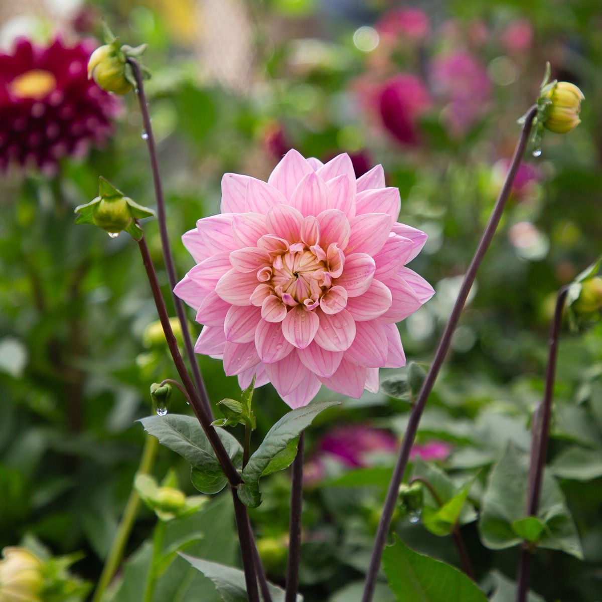 chessingtongc's tweet photo. Dahlia season <3 #dahlialove #flowerphotography #dahliaseason #summerflowers #beautifulplants #naturelover #happygardening https://t.co/GCiQyOhEiV