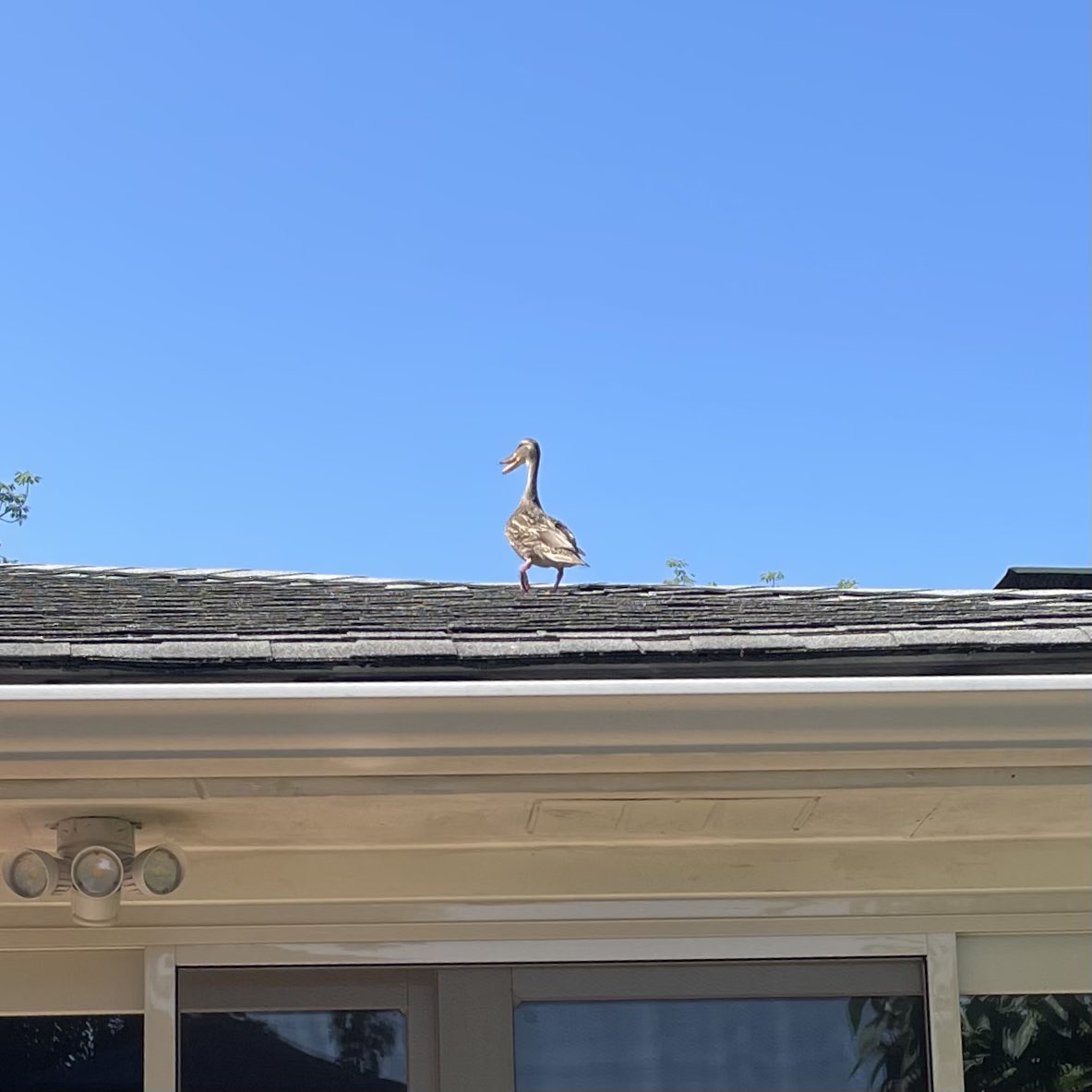 AllisonWhtArts's tweet image. Working from home outside, wondering why I kept hearing a duck. I suppose this explains it