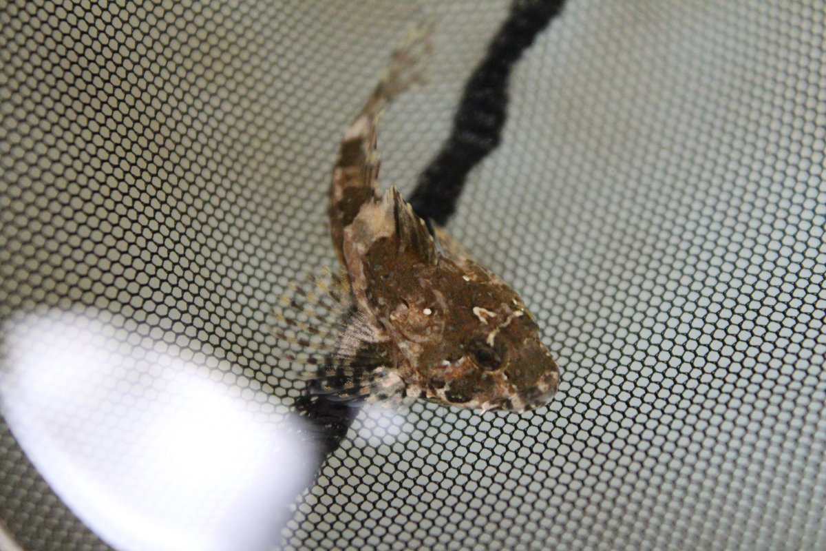 Happy Friday from this baby scorpion fish!