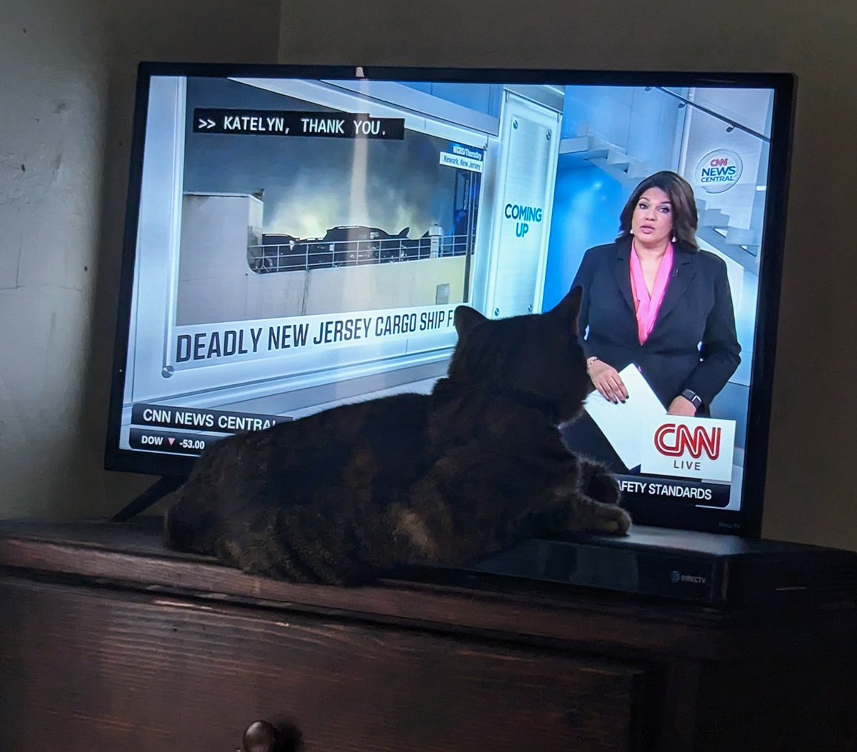 lillycias's tweet photo. @sarasidnerCNN my cat just enjoys watching you. https://t.co/muiG0WKLp9
