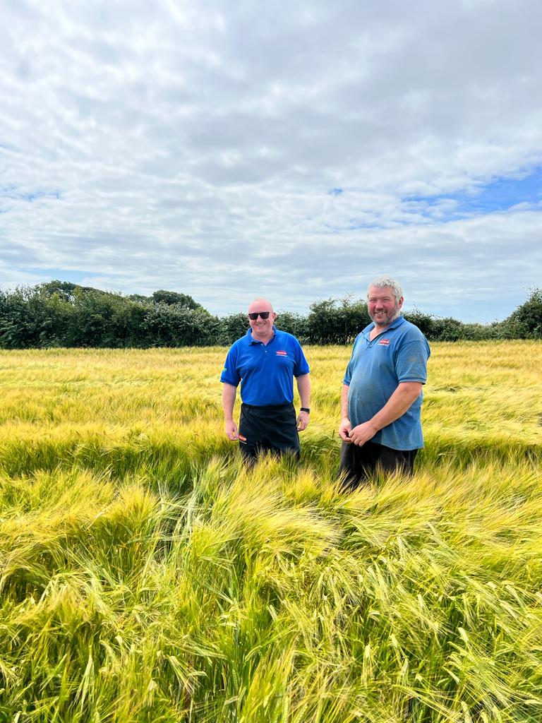 Our regional business manager, Mike Burns, has been out on farm with one of our customers looking at some wholecrop spring barley that's ready to harvest - they're hoping to have it in the pit by next Wednesday! Have you harvested your wholecrop yet? #wholecrop #forage #teamdairy