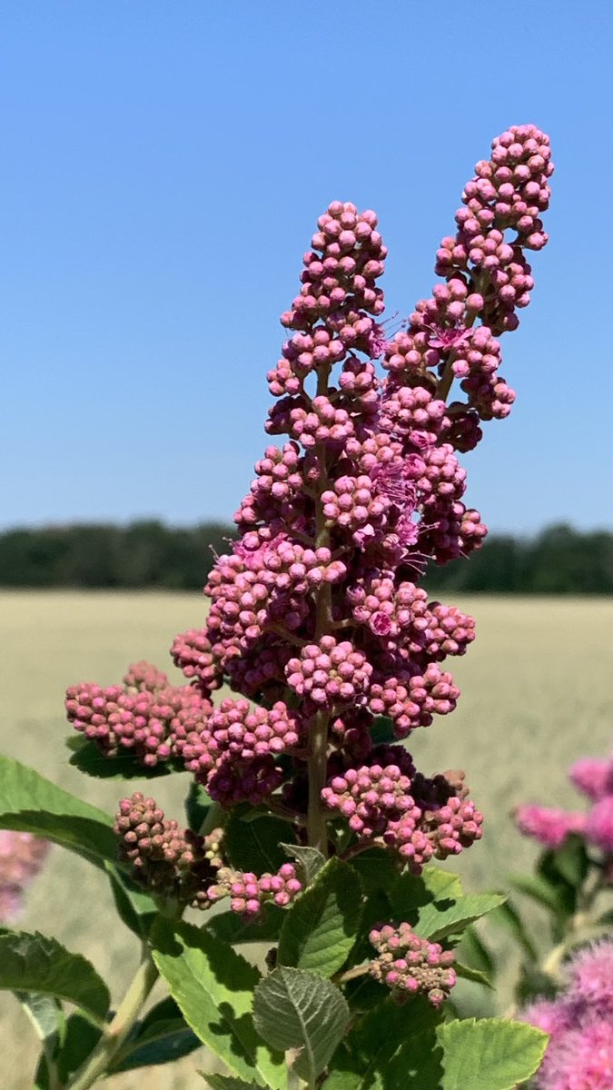 Funkelschoen's tweet image. #Spirea #Feldweg #Naturephotography #nature #Natur #flowers
