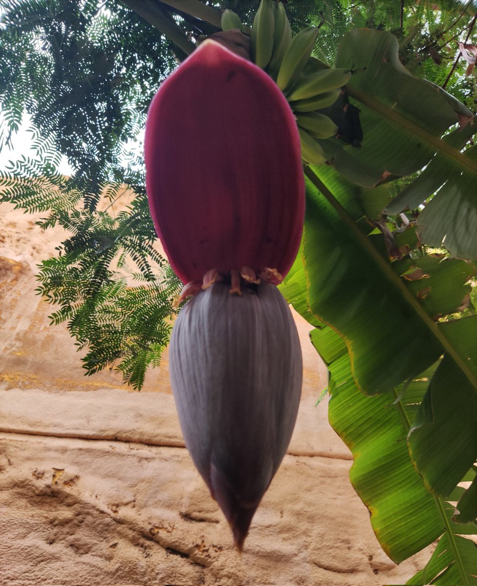 Hola Mundo. Hello World 💜 Disfruta la Vida. Enjoy Life. #FlowersOnFriday #flordelaplatanera #bananaflower #NatureBeauty