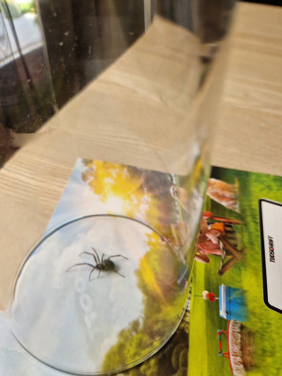 catt0r's tweet photo. Iemand verstand van #spinnensoorten? Volledig zwart, glanzend, kogelspin, voor zover ik kan zien ook geen tekening oid aan de onderkant. #spin #spinnen #biologie #durftevragen https://t.co/swfbtdGb35