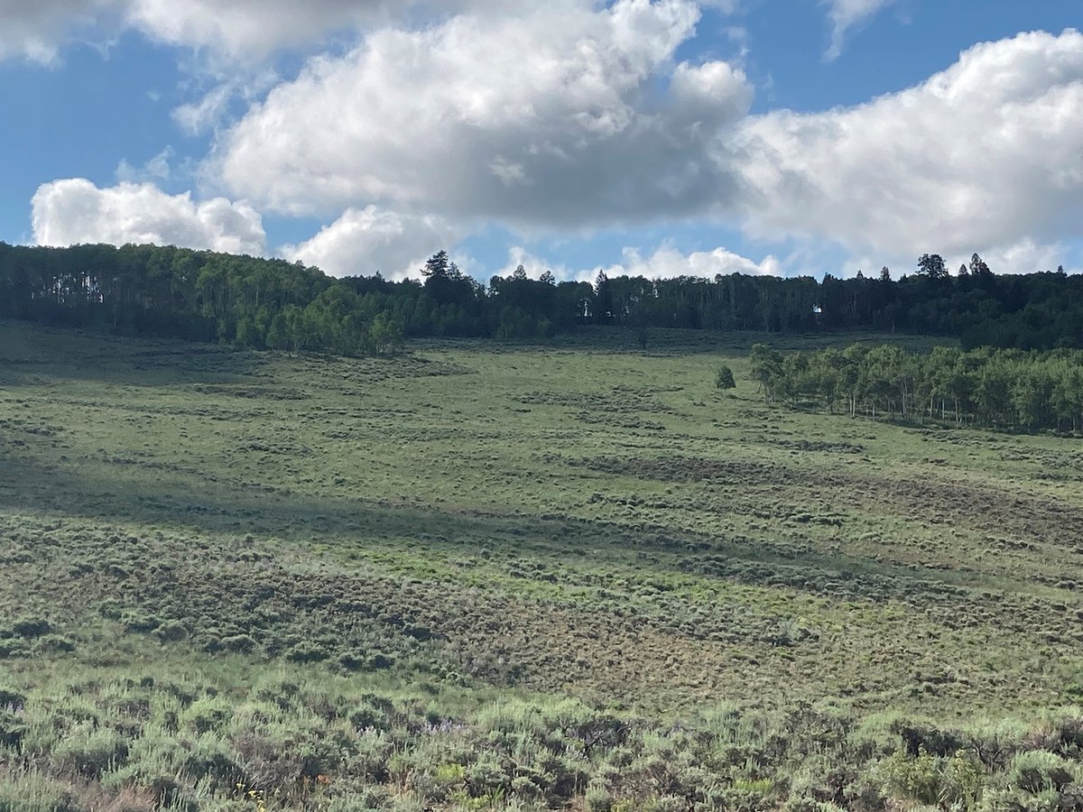 By measuring tree ring #FireScars where forest meets #sagebrush in Colorado, new research reconstructs historical #FireRegimes to inform management of threatened #GunnisonSageGrouse

doi.org/10.1002/ecs2.4…

#FireHistory #SagebrushRestoration #OpenAccess <a href="/WesternENVS/">Clark School of Environment & Sustainability</a> <a href="/USGS_CO/">USGS Science in Colorado</a>