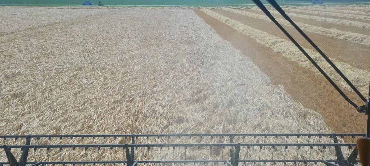 Mooi gerst weertje👌🏼🍺 #harvest2023