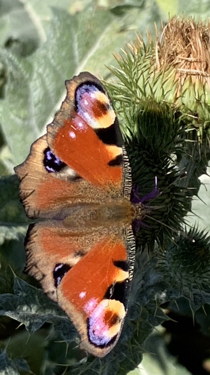 Funkelschoen's tweet image. #Feldweg #Naturephotography #nature #Natur #Schmetterling #flowers #butterfly #Sommer