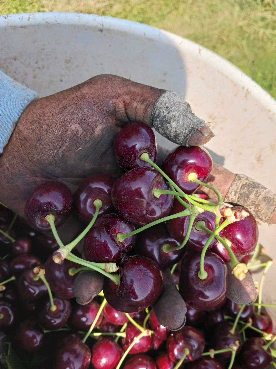 UFWupdates's tweet photo. Celsa sent us this photo from where she is harvesting cherries in Grandview WA. Workers wrap their fingers to prevent blisters from forming due to the repetitive work. Celsa earns for $4.50 for a 22 lb bucket. The highs have been in the upper 90° this last week. #WeFeedYou https://t.co/L03cLTbixo
