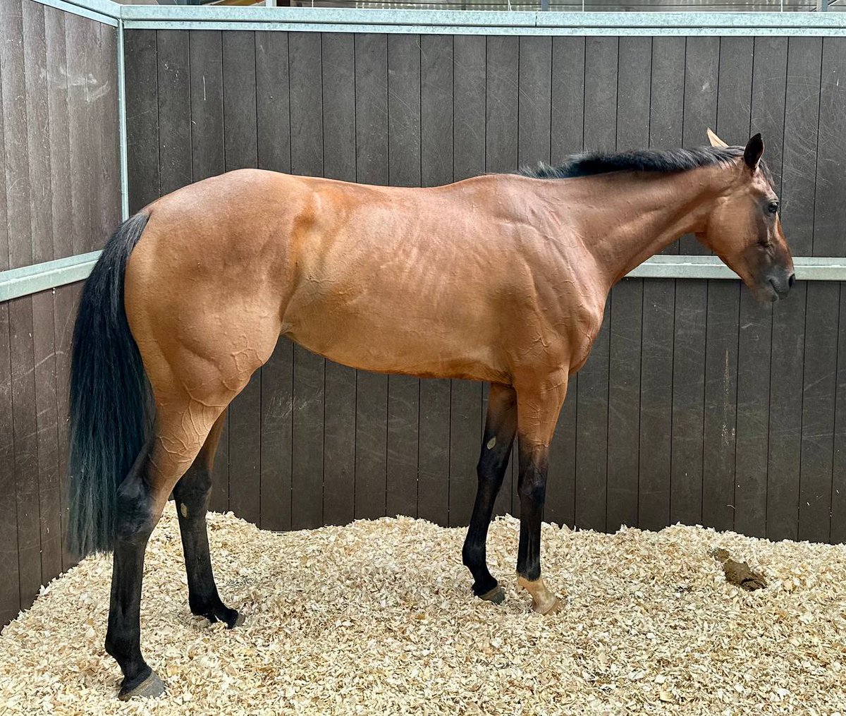 We've got a fantastic weekend planned for our star filly Carrigeen Kampala this month 🔥

- Members stable visit ✅
- Team social ✅
- Race day in hospitality to see Carrie go for the 4 timer ✅

Who's excited for this?! I hear there'll be a cake 👀 @OBMRacing
#HorseRacing
