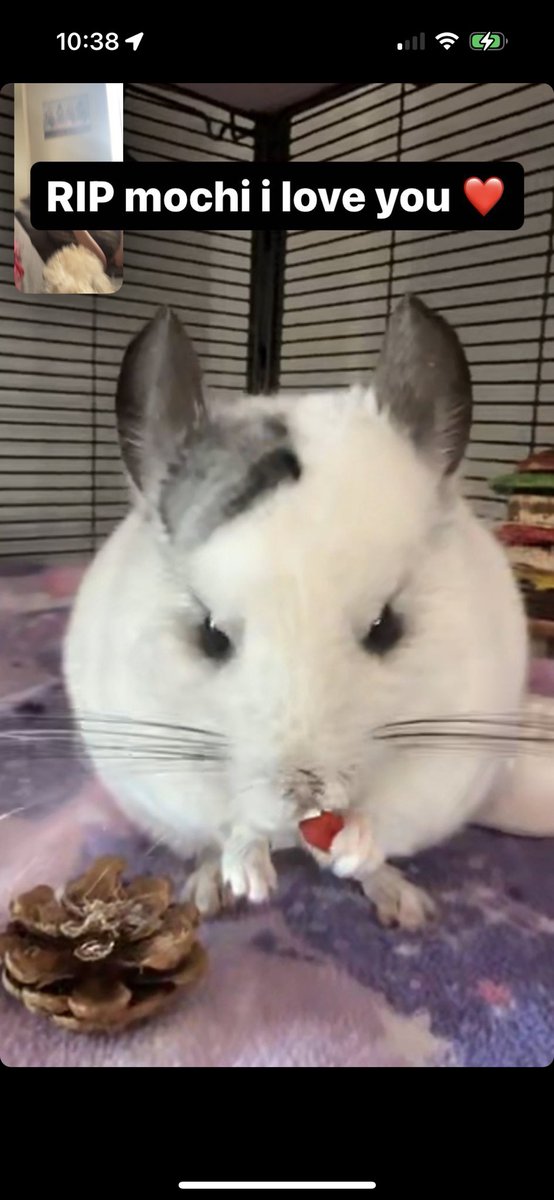 Folvey's tweet photo. Mochi passed away yesterday around 2pm.  Thank you everyone for your support, I really appreciate it.  I’m gonna try to see if the vet will refund any of her treatment since she passed away less than 24 hours after I took her /: https://t.co/k1JkMPy9NJ