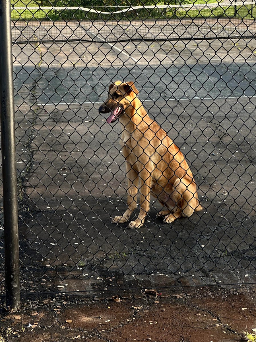 FOUND DOG: Sweet male, appears to be shepherd/hound mix. Non-aggressive, skittish. In Anacostia River Park at Anacostia Ave/Benning Rd NE. HRA attempted rescue but he ran into the nearby woods. Seems well cared for--clean teeth &amp; fur-- but no collar. cc:<a href="/PoPville/">PoPville</a>