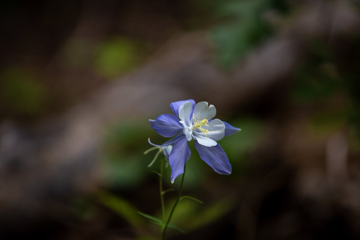 Lynchy_33's tweet photo. Nothing like hiking through nature. Here's few shots from Indian creek.

#NaturePhotograhpy #photography #Colorado https://t.co/ARqOxWax1h
