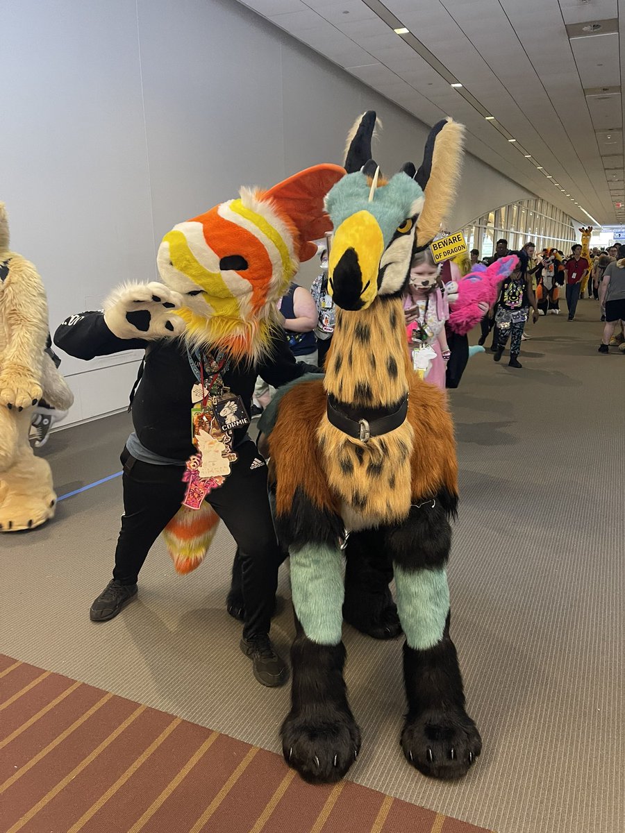I found Sniper in both of their forms!! This precious dutch angel dragon makes me so happy and I’m super glad I found the gorgeous bean at AC, it was just magical getting to see them!! ;w;

🐉 <a href="/Twilight_Saint/">Raze ➡️ Anthrocon🔥🍻 //</a>
✂️ <a href="/ButterscotchBi3/">BB Fursuits - COMMISSIONS CLOSED</a>
Happy #FursuitFriday!