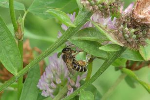 any idea on id? - ObsIdentify says clover melitta (melitta leporina) but for another pic it says possibly yellow-legged mining bee? in our garden in Camberley, thanks
<a href="/TheDetermin8or/">Sean Foote</a>