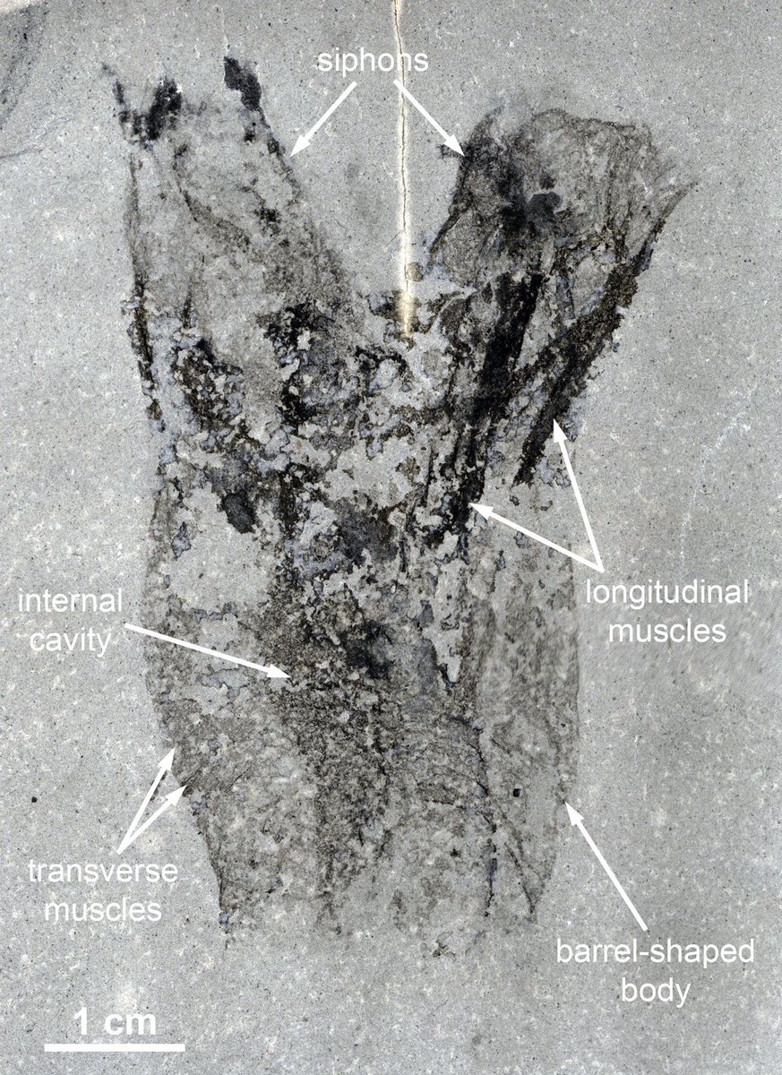 NHMU has a new species in its fossil collections! A research team from @MCZHarvard just described Megasiphon thylakos, an early tunicate preserved in 500 million-year-old rocks in western Utah. Tunicates are still alive today, and as chordates, they're our distant relatives!